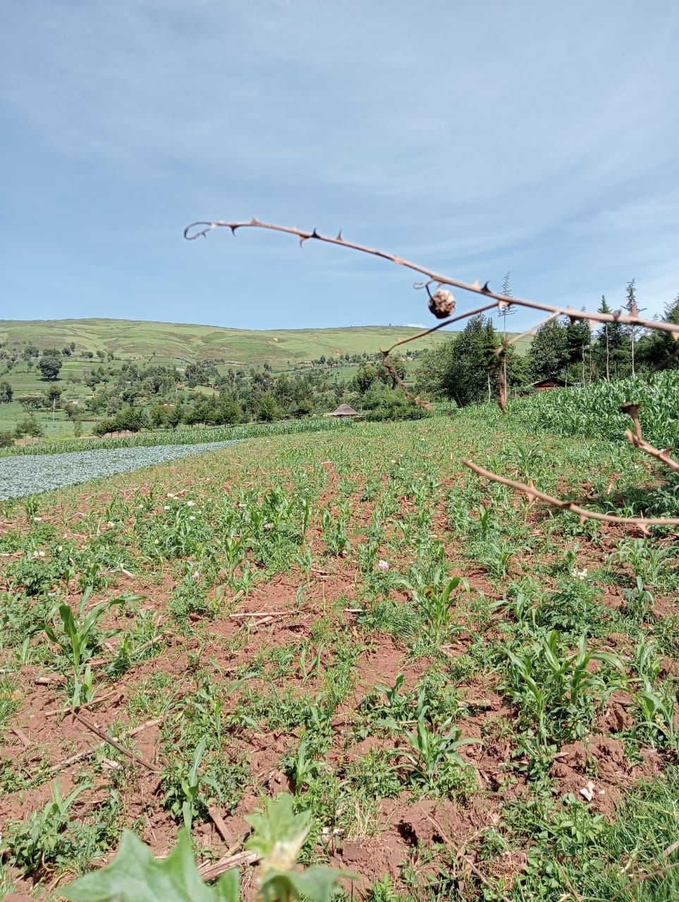 Maize planting